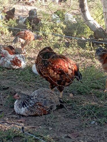 собака доберман сколько стоит: Продаю | Куры | Домашняя | Для разведения — 13