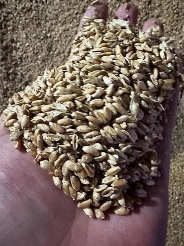 ячм: 3 в 1 ячмен кукуруза пшеницы 26с Отруби улпак кебек рознычный 22 сом — 8