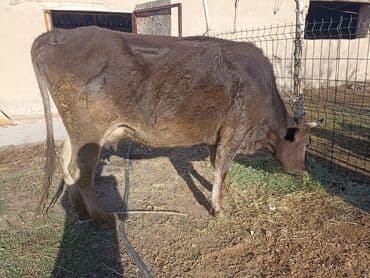 кормовой сабиз: Продаю | Корова (самка) | На откорм | Привязанные — 4