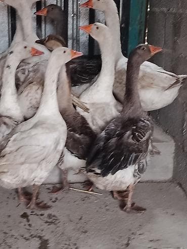 Кошки: Гуси, молодняк смешанных пород (серая/белая масть) - Птица крупная — 3