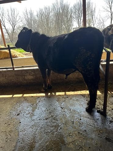 Продаю | Бык (самец) | Ангус | Для разведения | Привязанные