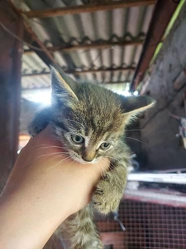 үй жаныбарлар: Котята отдаю в добрые руки 5 очеровательных котят кушаю пьют сами — 3