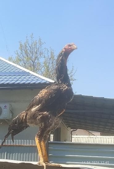 шпиц собака цена бишкек: Продаю | Петух | Бойцовая | Для разведения — 3