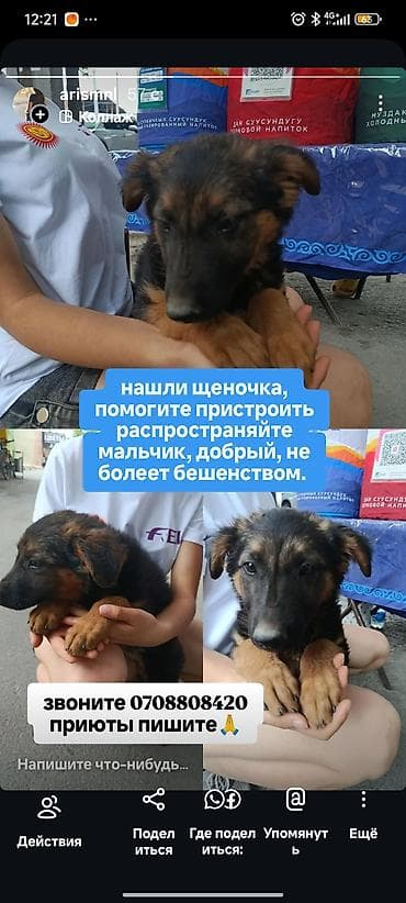 Ищет дом щенок (мальчик). - Возраст: молодой щенок. - Окрас lalafo.kg да Ищет дом щенок (мальчик). - Возраст: молодой щенок. - Окрас