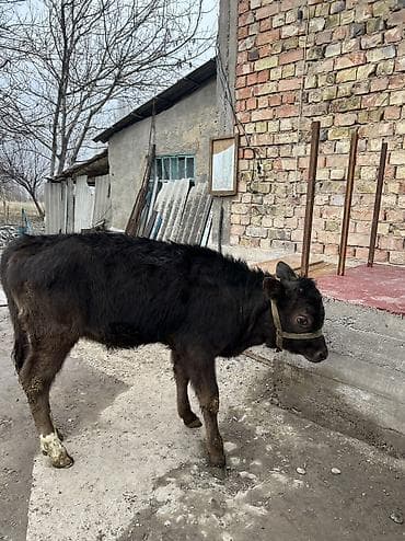 породистые кошки бишкек: Продаю | Тёлка | Алатауская | Для разведения — 6