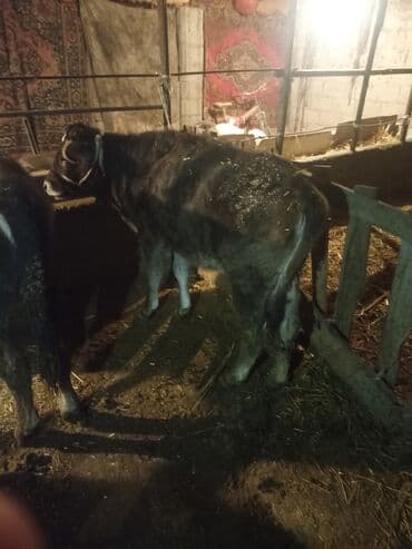 коровы с теленком: Продаю | Музоо, торпок | На откорм | Привязанные — 4