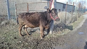 хмонг собака цена россия: Продаю | Корова (самка) | Швицкая, Симментальская | Для разведения, Для молока | Племенные, Стельные — 6