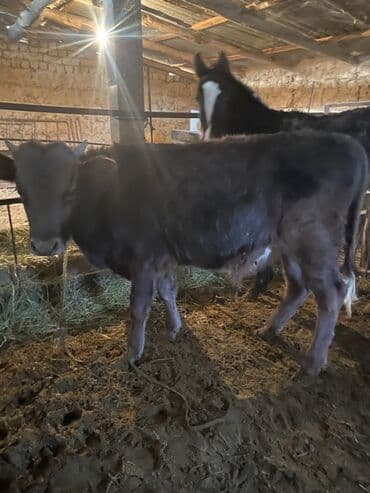 узи для животных цена: Продаю | Тёлка | На откорм | Привязанные — 3