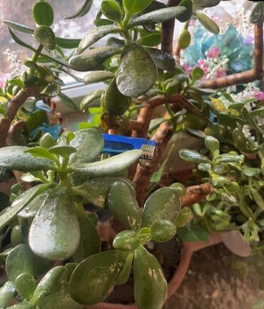 Упаковочные товары: Продаю цветок денежное дерево!Ещё этот цветок толстянка~ домашний — 1