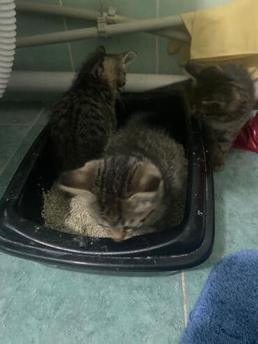 купить собаку бишкек: Полосатые котята-коротышки (табби) домашнего разведения. Описание: - — 1