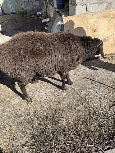 продажа овец: Продаю | Овца (самка) | На забой, Для разведения | Кастрированные, Матка — 1