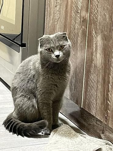 Скотиш Фолд (Шотландская вислоухая), 1 год, Мальчик, Голубой