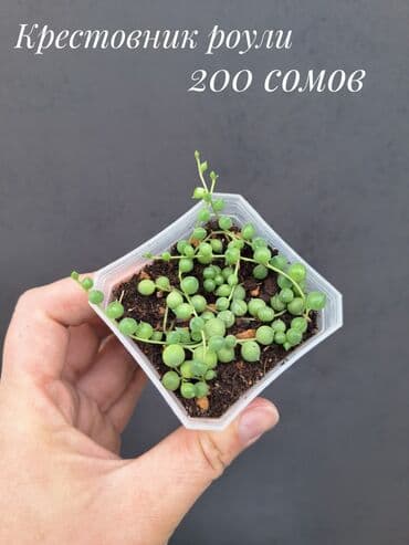 живые растения в аквариум купить: Комнатные растения, цветы (молодые растения, взрослые экземпляры). Не — 11