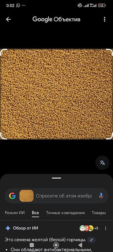 Семена горчицы желтой (белой) - Мелкие круглые зерна золотистого