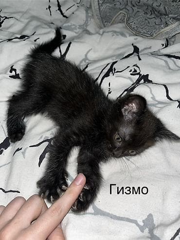чижил: Котята домашние, окрас классический табби в разных вариантах. На фото — 7