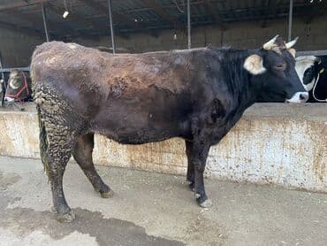 доска объявлений продажа собак: Продаю | Корова (самка) | Алатауская | Для молока | Стельные — 1