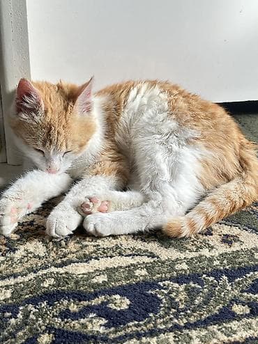 парода кошка: Отдам бесплатно 💛 (Ищу хорошего хозяина ) Рыжебелый котёнок - Окрас — 7