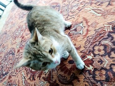 Мышыктар: Котята домашние, короткошёрстные. Описание: - Окрас: есть — 6