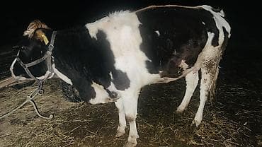 Ветеринар кызматы: Сатам | Кунаажын | Голштин | Көбөйтүү үчүн | Кунажын — 1