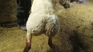 Грызуны: Продаю | Баран (самец) | На забой — 4