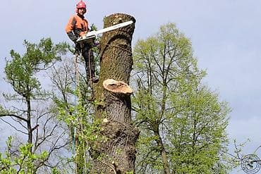Услуги по спиливанию и удалению деревьев. - Валка деревьев любой