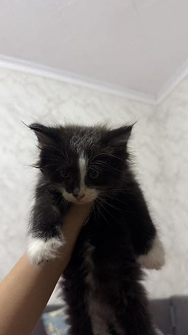 животные купить: Котята, отдам даром в хорошие руки Описание: - Возраст на фото — 3