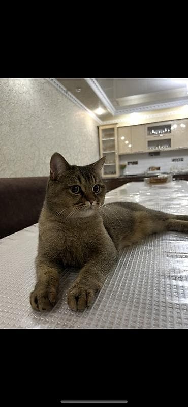 куплю хомяка с клеткой: Девочка, Приучена к лотку — 3