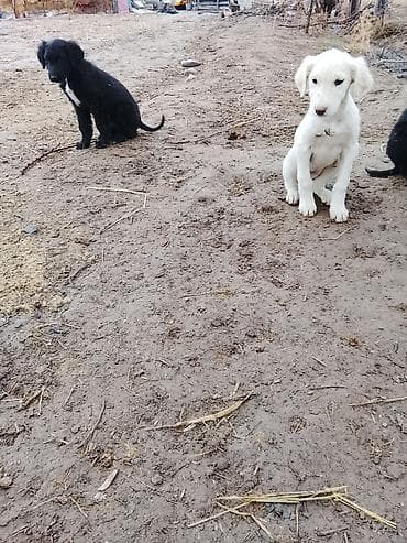 куплю щенка джек рассел терьера: Продаю тайган щенки два мальчика один девочка по 5.000 — 2