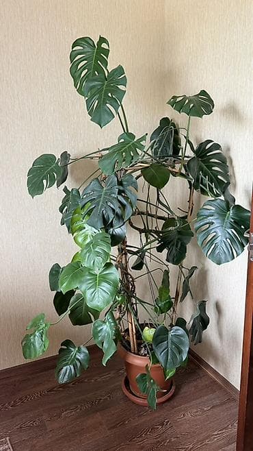 БЕСПЛАТНО ! Монстера деликатесная (Monstera deliciosa) в крупном