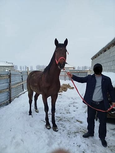 Корма для с/х животных: Продаю | Конь (самец) | Рабочий — 2
