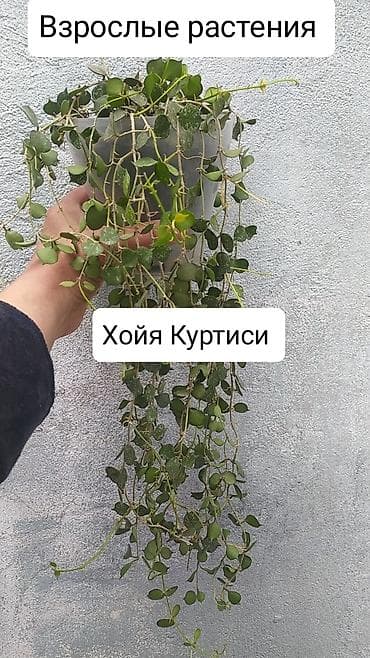 хола: Продаю Хойя срочно — 7