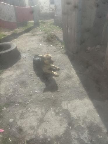 где купить утят: Немецкая овчарка, чёрно‑рыжий окрас. Среднего роста, пропорциональное — 2