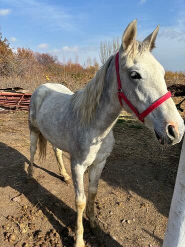 продажа пчёл: Сатам | Байтал | Ат спорту — 9