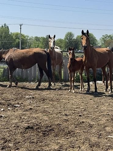 щенки мопсы: Продаю | Кобыла (самка) | Полукровка, Дончак, Английская | Для разведения, Для молока | Племенные — 2