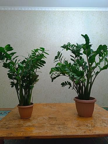 комнатные растения бишкек фото: Замиокулькас (долларовое дерево) в горшке - Крупные, глянцевые — 3
