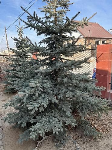 леса турецкие: Продаю голубую ель высота 3-3,2 метров 2 шт. Ели находятся в г — 2