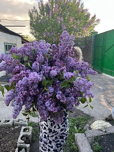 метровые розы: Продаю Сирень ! Самовывоз с села Аламудун От 20 веточек Сирень в — 2
