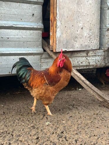 Продаю | Петух | Кучинская | Для разведения