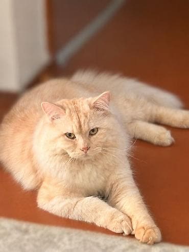 scottish fold: 1 год, Мальчик, Метис, Приучена к лотку, Проглистована — 2