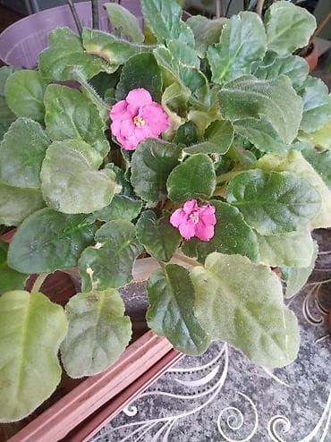 фиалку: Фиалка 250 сом. Семь кустов в горшке — 1