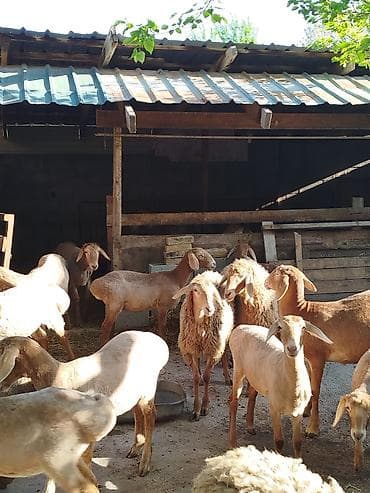 грызуны домашние: Продаю | Овца (самка) | Для разведения | Племенные — 9