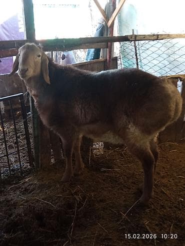 сементал быки: Продаю | Баран (самец) | Арашан | Для разведения | Осеменитель — 4