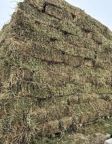 Беде чоп 320 сом