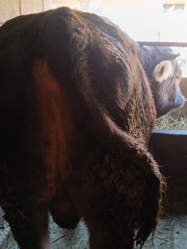 товары для собак: Продаю | Бык (самец) | Швицкая | Для разведения, Для молока | Осеменитель, Искусственник — 8