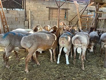 мёд белый: Продаю | Баран (самец) | На забой — 3