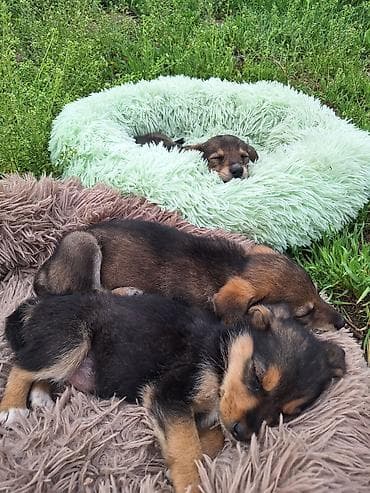 щенки лабрадоры: Щенки метисы, помёт разнопёстрый. Компактные, короткошёрстные с — 5