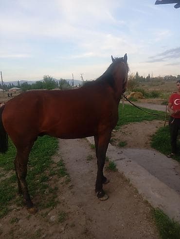 сидло для лошади: Продаю | Конь (самец) — 5