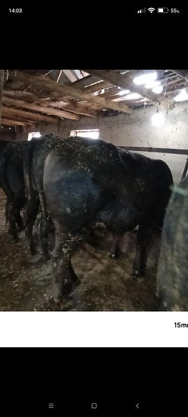 брама белый: Продаю | Бык (самец) | На откорм | Племенные — 3