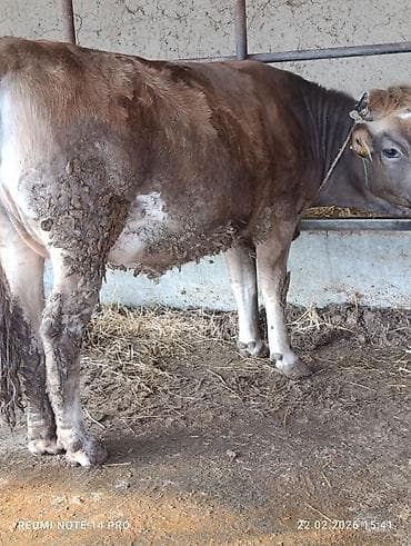 карова швицкая: Продаю | Корова (самка), Тёлка | Швицкая | Для разведения, Для молока | Стельные, Привязанные — 5
