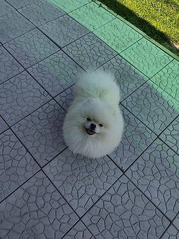 Шпиц, 3 месяца, Самец, С родословной